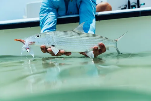 Vista 5 de Berkley Gulp! Shrimp Saltwater Fishing Soft Bait Resplandor de azúcar y especias