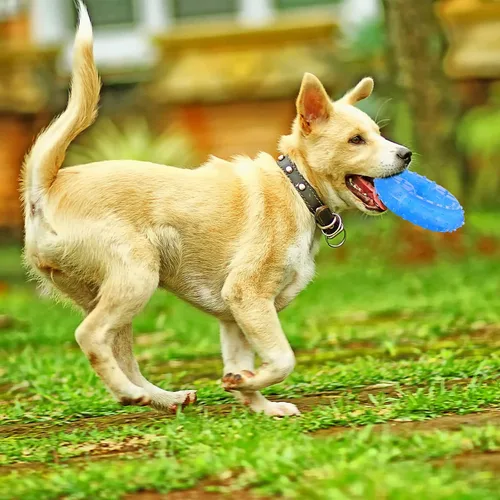 Vista 4 de Hungdao 2 anillos de dentición para cachorros, juguete de dentición congelable para perros, juguete masticable refrescante para cachorros, perros