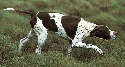 Vista 3 de Dean & Tyler Bozal de cesta de alambre para perros, tamaño nº D1