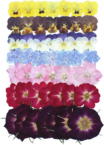 Vista 8 de 48 piezas de flores secas prensadas para manualidades, resina, bricolaje, flores naturales secas y epoxi, flores reales con hojas, plantas