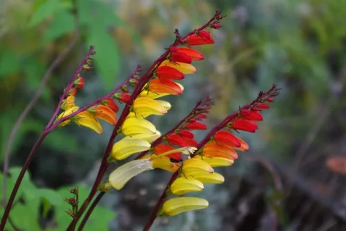 Vista 4 de Semillas Petardo Vid Mina Lobata Quamoclit Flores Anuales