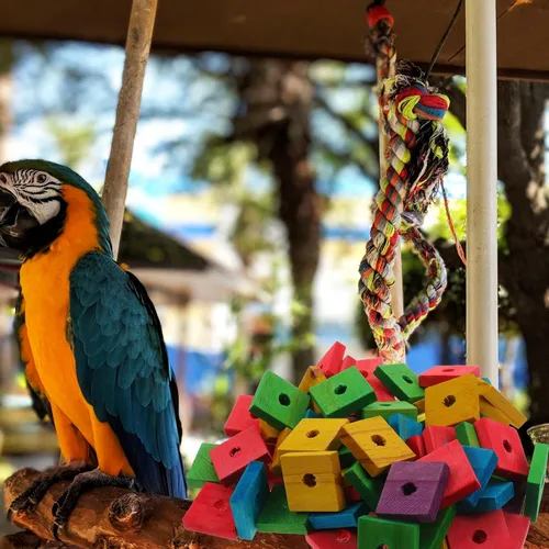 Vista 4 de 100 piezas de madera bloques de loro juguetes pájaro loro jaula piezas para bricolaje jugar masticar trituración