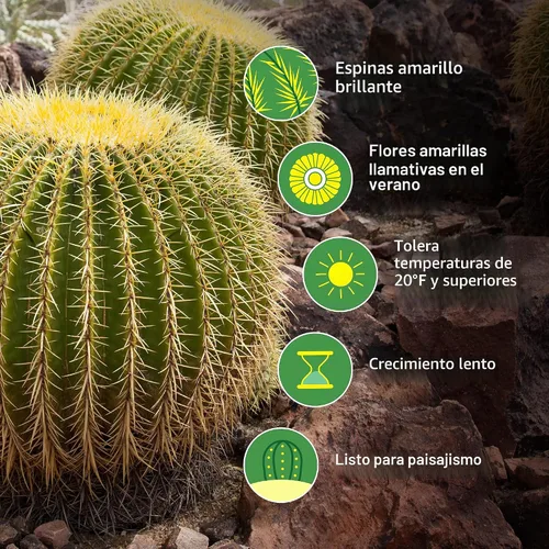 Vista 3 de Cactus Outlet- Planta de Cactus Barril Dorado - Plantas de Cactus Vivas - Plantas de Cactus Barril Vivas - 1 Galón - Plantas de Cactus Barril Listas