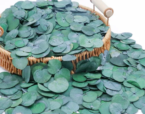 Vista 7 de Más de 1600 hojas de eucalipto reales preservadas pequeñas, eucalipto natural puro a granel, confeti de hojas de boda para aniversarios, cumpleaños
