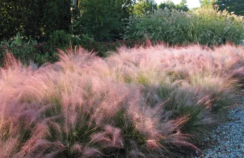 Vista 2 de Hierba Muhly rosa - 3 plantas vivas - Muhlenbergia Capillaris - Hairawn Muhly - Hermoso follaje ornamental floreciente de bajo mantenimiento