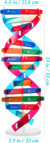 Vista 2 de NUOBESTY Kit de modelo de ADN, modelo de estructura de doble hélice, 13 pulgadas para ensamblar ayuda docente de biología con soporte
