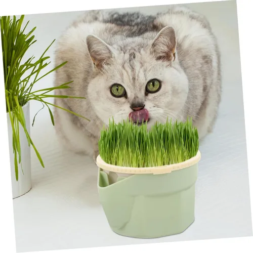 Vista 6 de Mipcase Plantas de interior Gato Hierba Taza Hidropónica Plantas Hidropónicas Plantas Hidropónicas Gato Plantador Plantador Mascotas Hierba