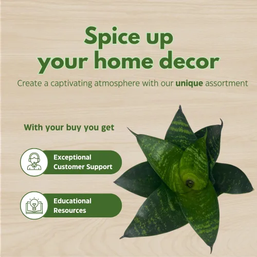 Vista 6 de BubbleBlooms Sansevieria Trifasciata Surtido de 3 plantas de serpiente enanas diferentes en forma de roseta en macetas de 2 pulgadas