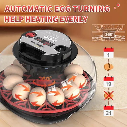 Vista 4 de HOWOOIUA 12 Incubadora para incubar huevos, pantalla de temperatura y humedad, vista de 360 ° para añadir agua automáticamente, incubadoras de velas
