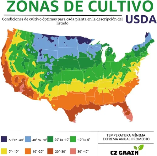 Vista 5 de Árbol Bonsái Dina Willow - Esqueje de Tronco Grueso, Crecimiento Rápido - Cuidado Fácil para Interiores/Exteriores – Regalo Vivo para Principiantes