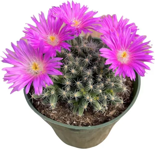 Vista 5 de Plantas de cactus suculentas vivas de USKC (maceta de 4 pulgadas) (Aptenia Cordifolia Variegata)