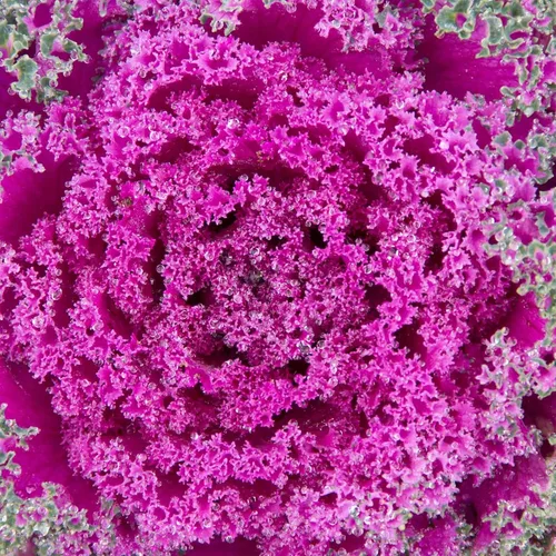 Vista 8 de Serie Kamome Kale Pink ~25 Semillas – Rosa, Rojo, Blanco o Mixto – Brassica oleracea VAR. Acephala – Sin OMG, anual, Kale ornamental para otoño