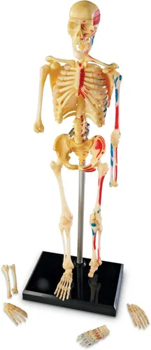Vista 3 de Learning Resources Modelo de esqueleto, imprescindible para el aula de ciencias, elementos esenciales para estudiantes STEM, anatomía de práctica