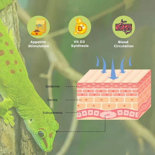 Vista 2 de HARTOMPET 5.0 UVB - Luz de reptil de 13 W, bombilla UVB compacta de bobina tropical, lámpara fluorescente UVA para camaleones, lagartos, tortugas