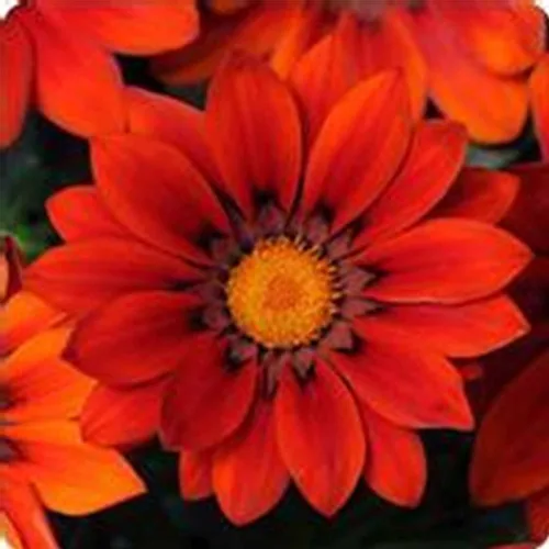Vista 2 de New Day Series Gazania Flower Garden Seeds - Naranja transparente - 100 semillas - Semillas anuales de jardinería de flores - Gazania splendens