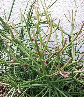 Vista 2 de Lápiz de cactus, Firesticks 7 plantas de esquejes suculentos NHKM53