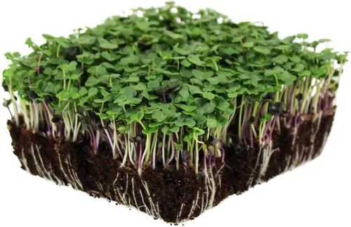 Vista 6 de Organic Basic - Mezcla de semillas de microgreens – Bolsa resellable de 1 onza – Uso para jardinería interior, cultivo de microverduras y más