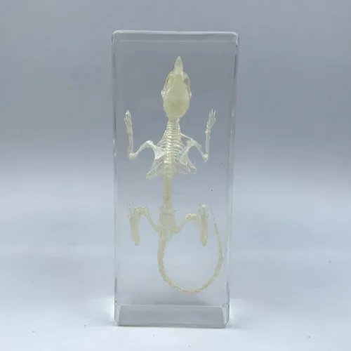 Vista 13 de Especímenes reales de cigarras en resina, pisapapeles artesanales, colección de taxidermia de animales para educación científica y adorno de cicada