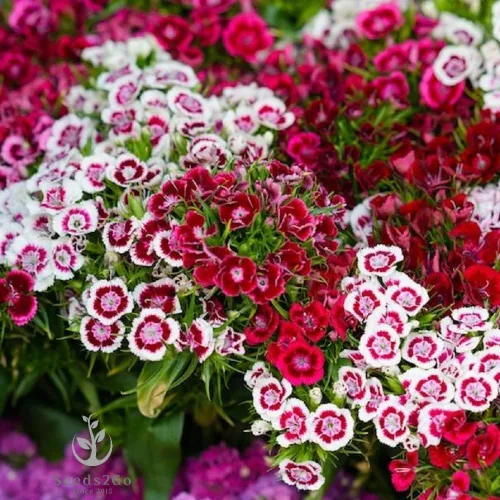 Vista 2 de Sweet William Dianthus, mezcla de doble elección, paquete de 10,000 semillas por Seeds2Go