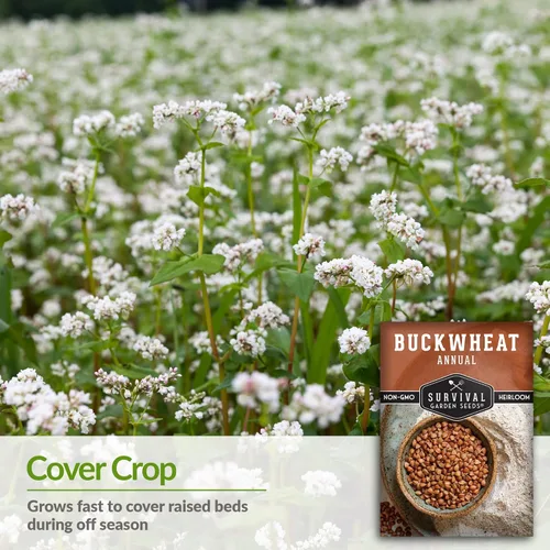 Vista 3 de Semillas de trigo sarraceno para plantar, 1 paquete Heirloom Non-GMO, Fast-Growing Cover Crop & Edible Grain, White Flowers for Pollinators