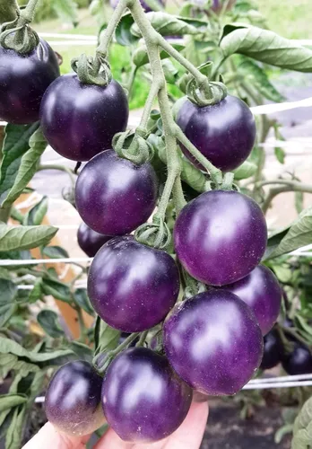 Vista 2 de Semillas Tomate Indigo Rose Indeterminada No GMO Heirloom