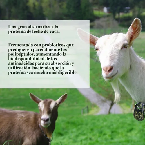 Vista 5 de Mt. Capra Caproteína Concentrado de proteína de caseína, proteína de leche de cabra fermentada de cabras alimentadas con pasto, extremadamente