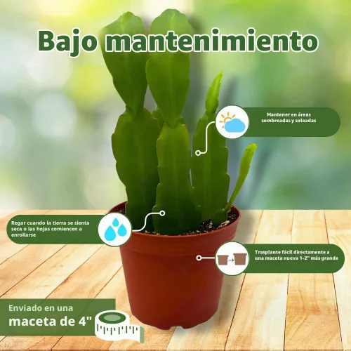 Vista 5 de BubbleBlooms Epiphyllum Orchid Cactus en una maceta de 4 pulgadas Disocactus ackermannii