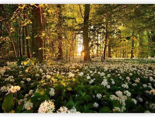 Vista 65 de artgeist Mural de pared premium Bosque púrpura, 79 x 55 pulgadas, papel tapiz no tejido, decoración de pared de vellón, impresión fotográfica