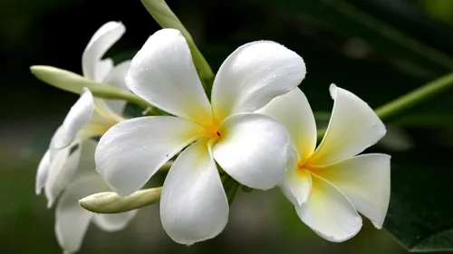 Vista 3 de Corte de plantas de plumeria blanca hawaiana ~ Grow Hawaii