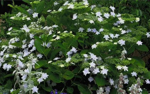 Vista 6 de Hydrangea 'Fuji Waterfall' - Hortensia rara doble lacecap - Elegantes flores blancas en cascada - Arbusto de jardín de sombra resistente - Maceta