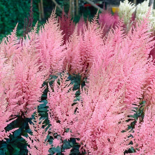 Vista 5 de 1000 semillas mixtas de astilbe tolerantes a la sombra perenne, para plantar flores vibrantes en áreas húmedas y bordes de jardín polinizadores