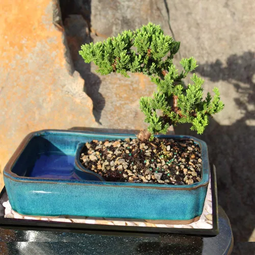 Vista 5 de Brussel's Bonsai Árbol Bonsái de Enebro Verde Vivo - Mediano, 5 Años, 6 a 10 Pulgadas - Árbol Bonsái para Exteriores Vivo con Maceta de Agua