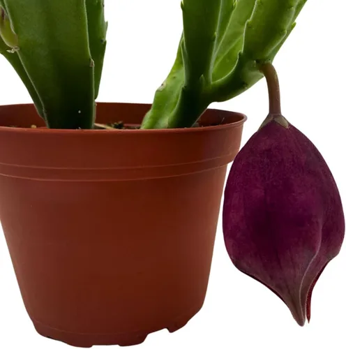 Vista 4 de BubbleBlooms Stapelia leendertziae Black Bell Huernia en un bote de 4 pulgadas Flor de carroñero Copa Granate Estrellas de mar