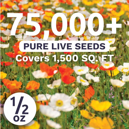 Vista 2 de Amapola - Islandia - Paquete grande de 1/2 onza - 75,000 semillas de flores para plantar - Papaver nudicaule
