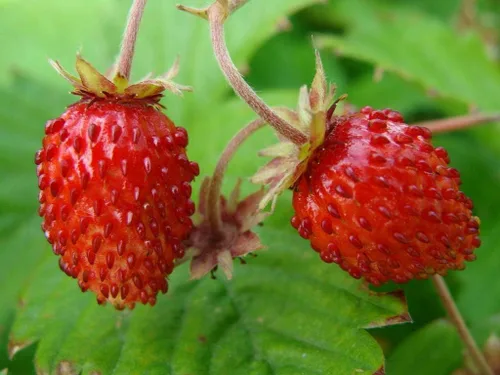 Vista 4 de Semillas Alpine Strawberry Regina No GMO Heirloom Everbearing