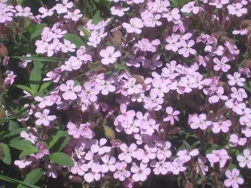 Vista 8 de 500 Semillas de flores de Saponaria Ocymoides Pink Rock