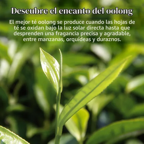 Vista 5 de The Republic of Tea Té Dragon Oolong, con cafeína natural, 36