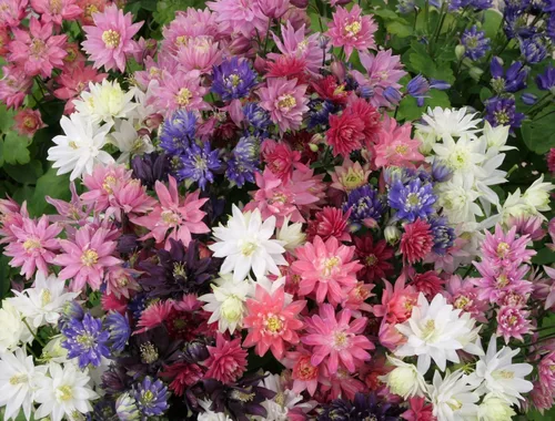 Vista 4 de Semillas Columbine Double Mix Aquilegia Flores perennes para plantar