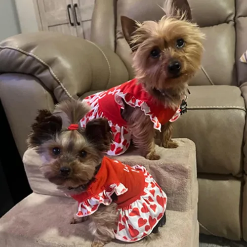 Vista 3 de XPUDAC Paquete de 4 vestidos para perros pequeños, vestidos de flores para perros pequeños, ropa colorida para perros (XXS, 4 flores)