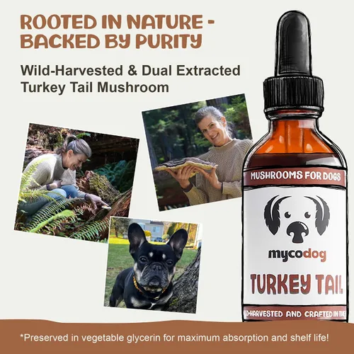 Vista 3 de MycoDog Hongo de cola de pavo para perros - Gotas diarias de bienestar