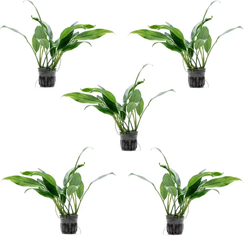 Vista 71 de SubstrateSource Plantas vivas – Anubias Hastifolia (Anubias hastifolia) – Luz baja a moderada, hojas en forma de flecha de color verde medio a