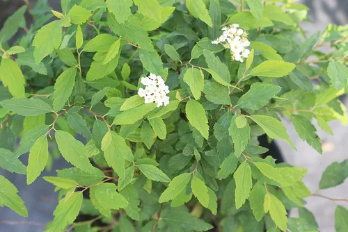 Vista 5 de PERFECT PLANTS Corona nupcial Spirea Planta viva, 1 galón, incluye guía de cuidado
