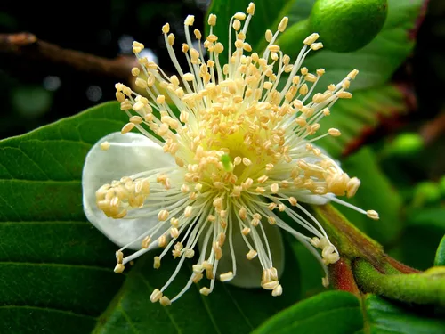 Vista 2 de Guayaba, Psidium Guajava, 50 semillas de árboles (fruta comestible, crecimiento rápido)