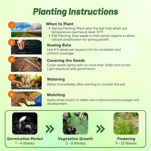 Vista 4 de Outsidepride Semillas de plátano inglés para plantar: 5,000 piezas de semillas de hierbas perennes, fáciles de cultivar para usos culinarios