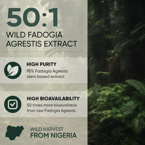 Vista 4 de Jungle Powders Fadogia Agrestis Extracto para hombres Concentración 50:1 313 porciones – 5 onzas de suplemento de Fadogia nigeriano puro suplemento