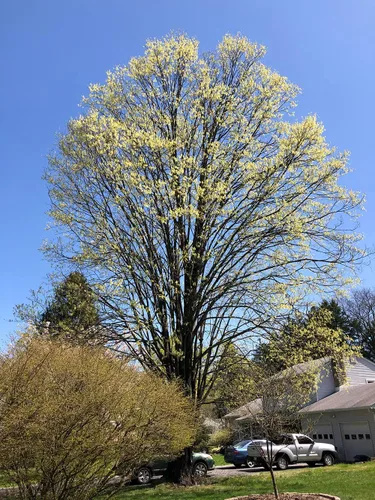 Vista 8 de Northern Sugar Maple Tree Semillas Premium Acer Saccharum 'Fall' Plants' (Premium Seeds, 10)