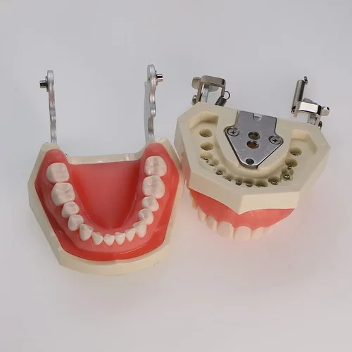 Vista 5 de Dientes dentales Typodont modelo 28 dientes extraíbles compatibles con Kilgore Nissin Estudio de enseñanza completamente desmontable, con un