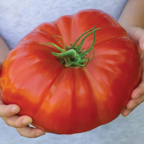 Vista 3 de Beefsteak Tomate gigante Russian Hercules Seeds Heirloom Vegetal para plantar 40 semillas sin OMG