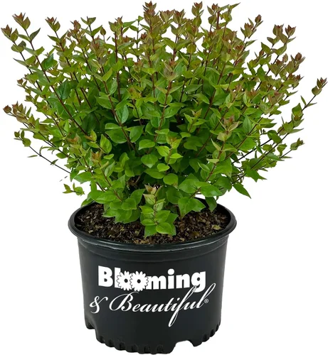 Vista 7 de Blooming & Beautiful Confeti Abelia, 3 galones Arbusto de hoja perenne compacto - Follaje verde y crema abigarrado - Planta de paisaje vivo al