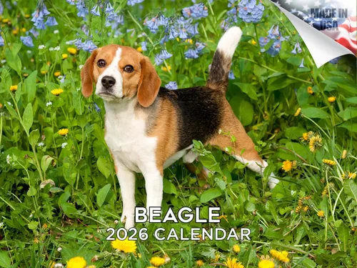 Vista 41 de Calendario de Lebrel Afgano 2025 2026, calendario mensual de pared de raza canina, 12" x 18" abierto, papel grueso sin traspaso, ideal para regalo